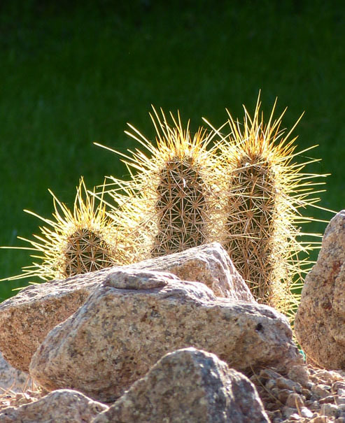 Photo of backlit cactus