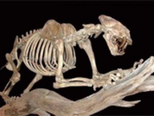 Xenos Skeleton