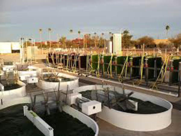 Algae farm