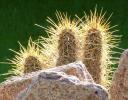Photo of backlit cactus